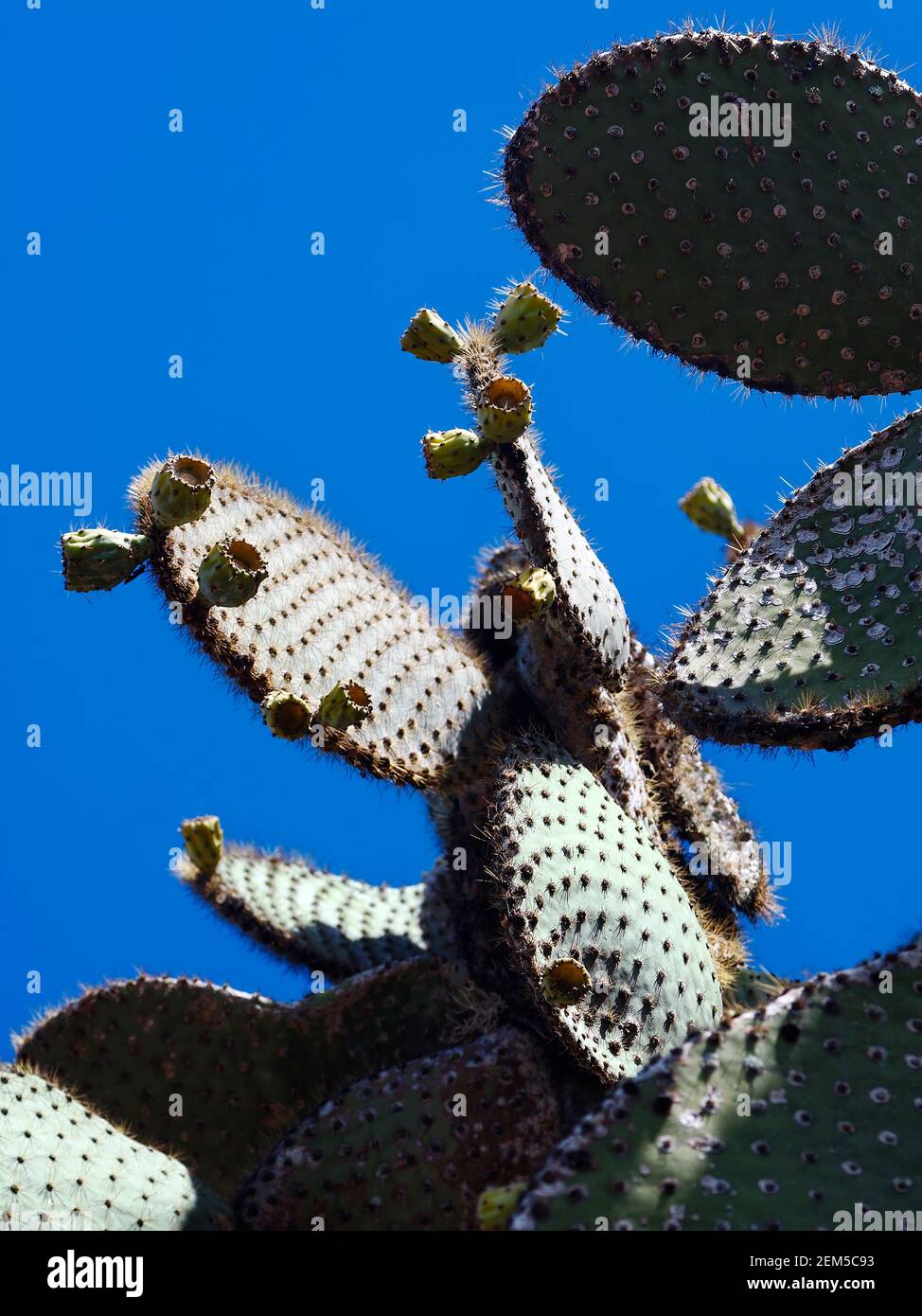 Cactus d'arbre, beaucoup de longues épines, Opuntia, gros plan, coussinets charnus, Boutons floraux, nature, végétation désertique, Amérique du Sud; îles Galapagos; Isla Santa Cr Banque D'Images