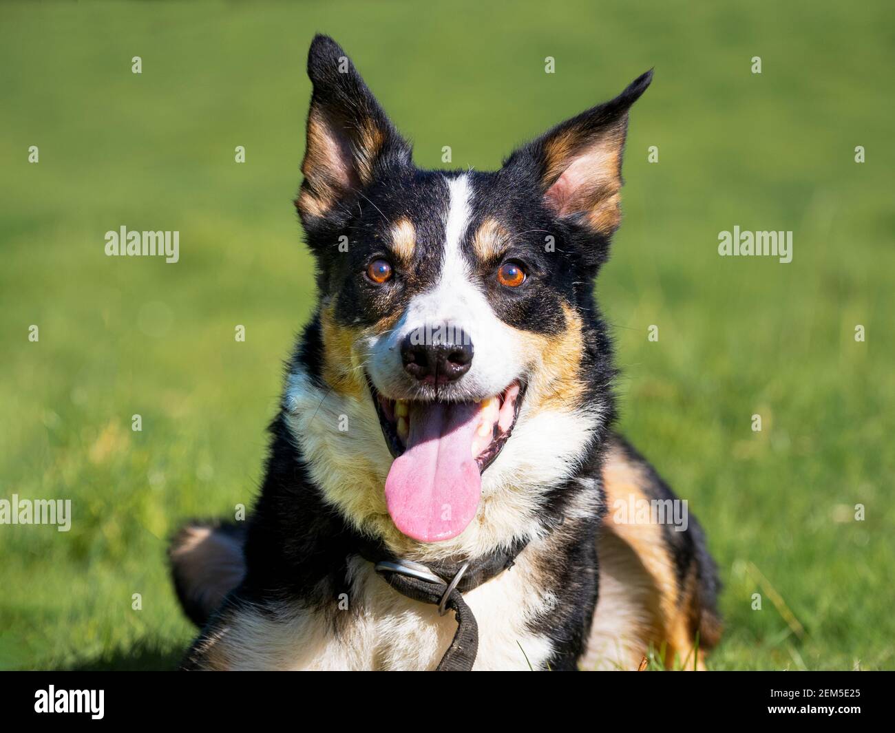 Happy Dog, Royaume-Uni Banque D'Images
