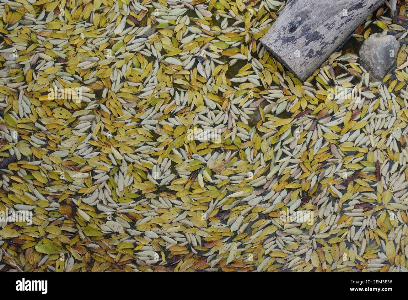 Feuilles jaunes sur la surface de l'eau de l'étang. Arrière-plan couleurs d'automne. Banque D'Images