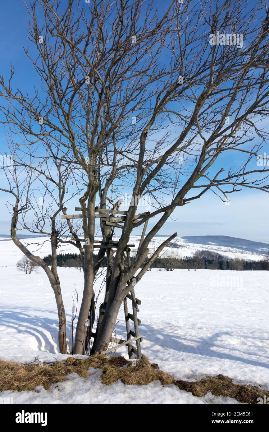 Vieux arbre sans feuilles en paysage d'hiver couvert de neige cendres de montagne arbre Banque D'Images