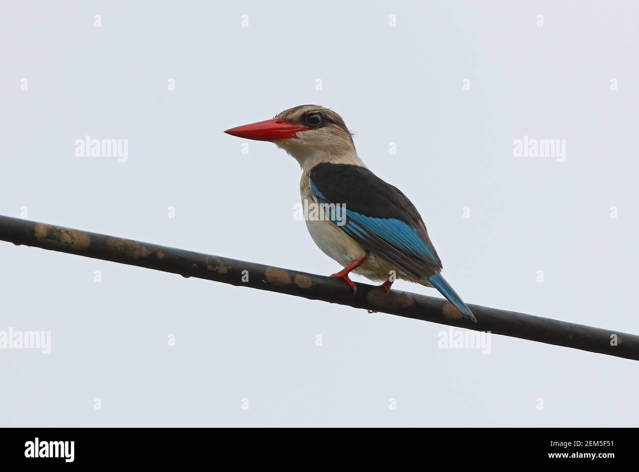 Kingfisher à capuchon brun (Halcyon albiventris orientalis) adulte perché sur la ligne de puissance de la réserve d'éléphants de Mwaluganje, Kenya Novembre Banque D'Images