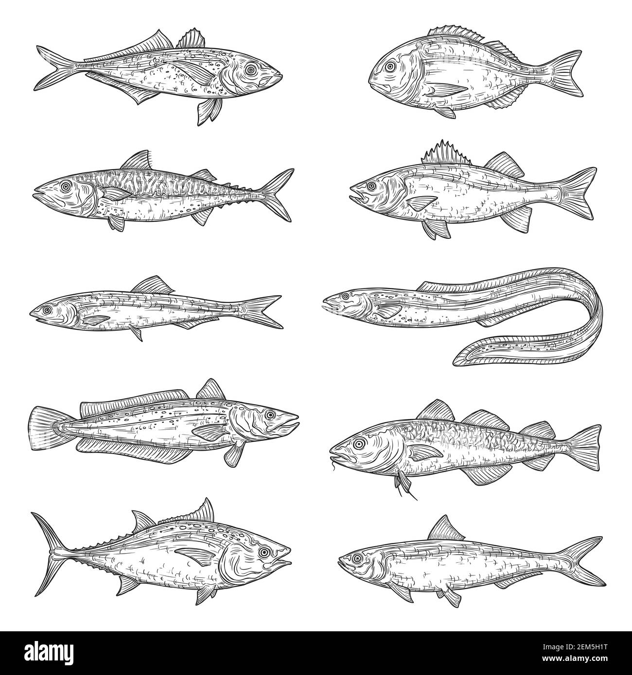 Croquis d'animaux de poisson. Saumon, thon et dorado, anguille marine, maquereau et anchois, merlu, bar et pilchard, carpe, truite et morue. Eau douce et mer fi Illustration de Vecteur