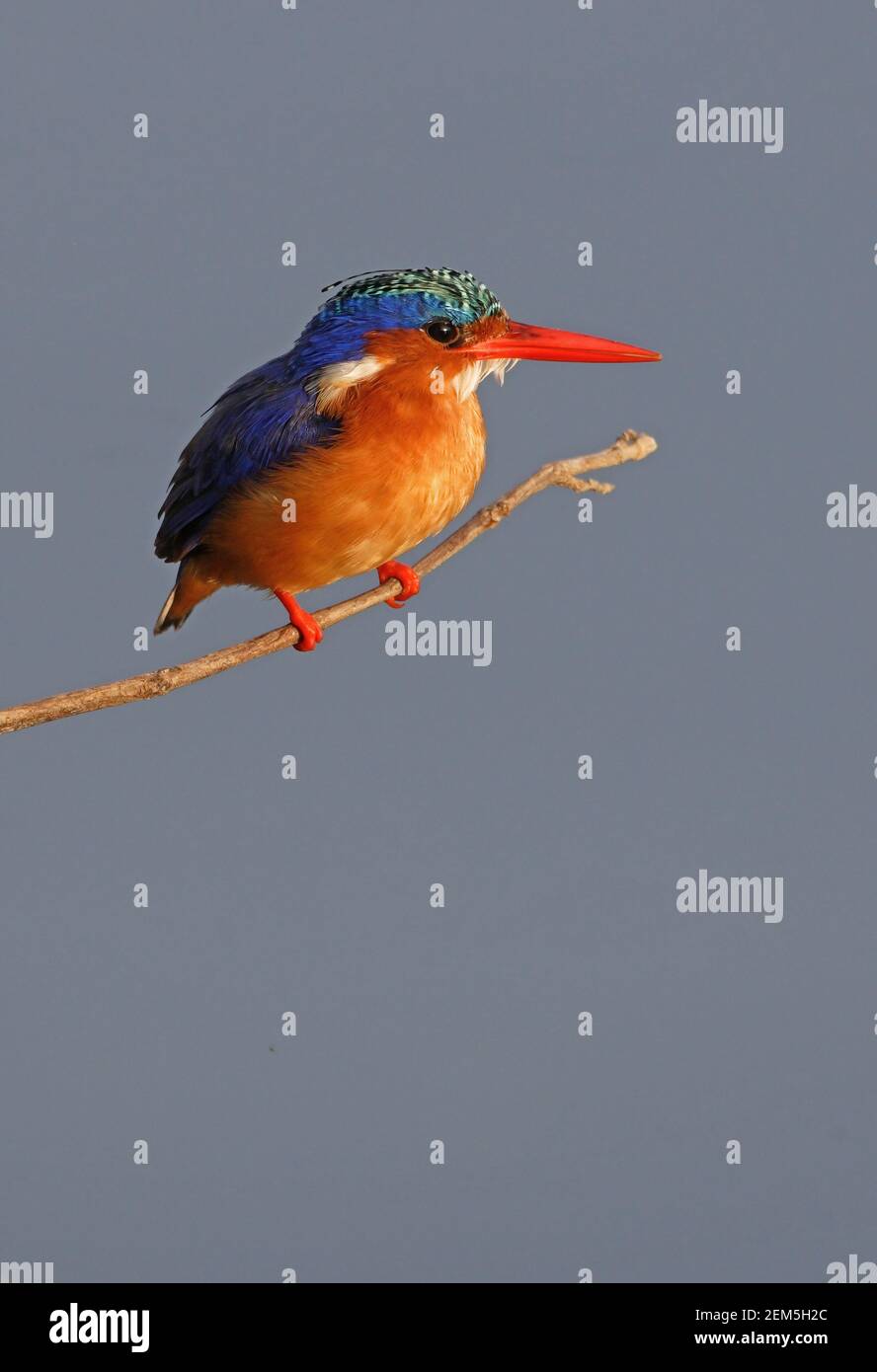 Malachite Kingfisher (Alcedo cristata cyanostigma) adulte perché sur une branche au-dessus du lac Awassa, en Éthiopie Avril Banque D'Images