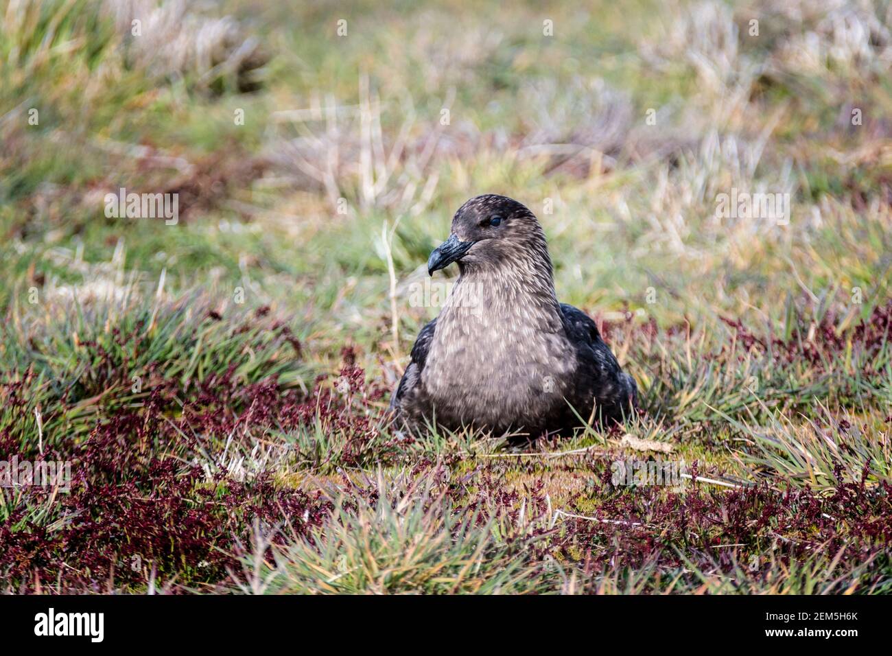 Vue de face d'une Skua Falkland, Cataract skua antarctique, assis, Sea Lion Island, dans les îles Falkland, Océan Atlantique Sud Banque D'Images