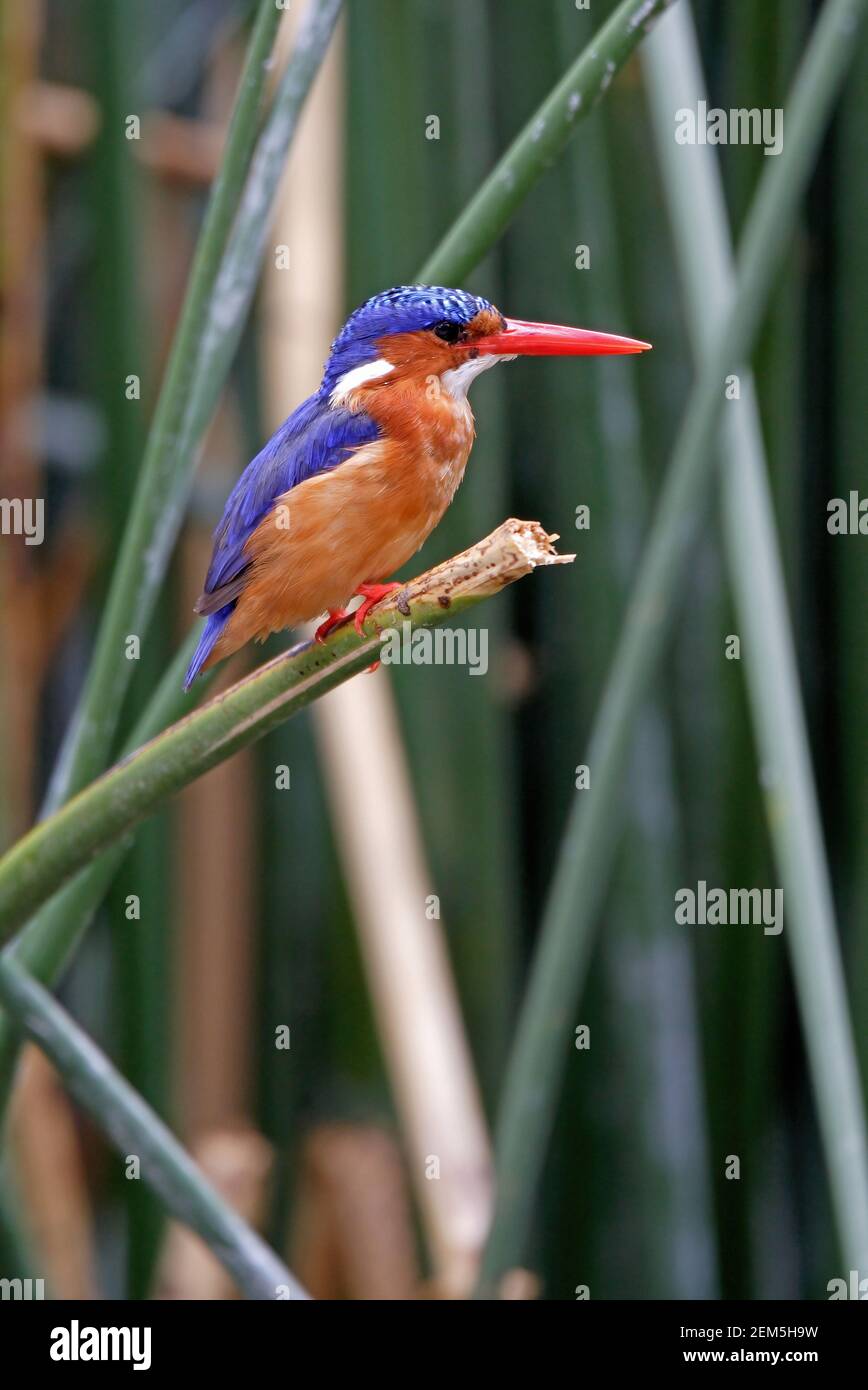 Malachite Kingfisher (Alcedo cristata cyanostigma) adulte perché sur la végétation au bord du lac Basaaka, en Éthiopie Avril Banque D'Images