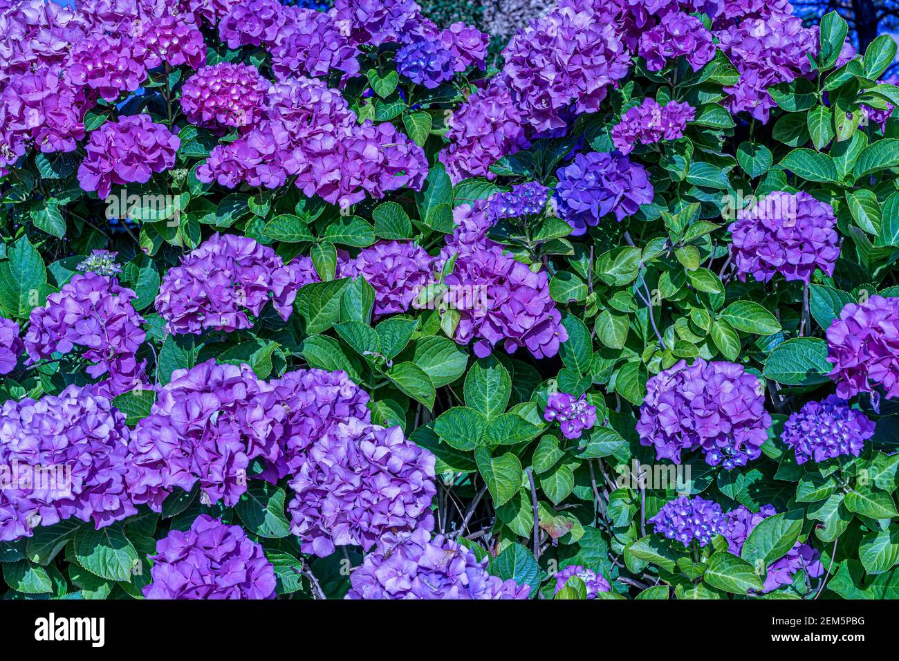 Hortensia rose. Jardin vert d'été. Couleur violet vif. Mode printanier Banque D'Images