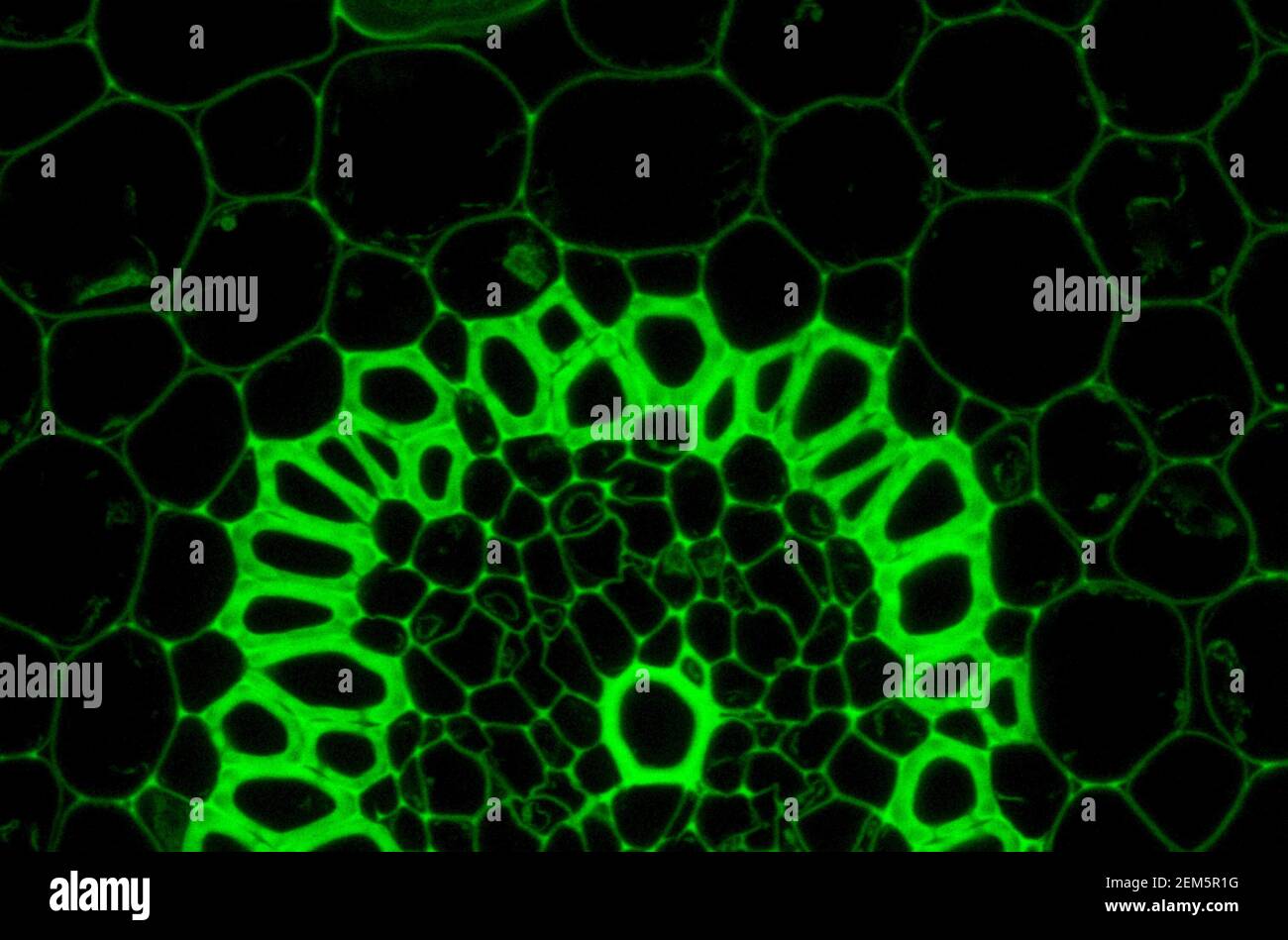 Échantillon microscopique de plantes Convallaria, signal de fluorescence observé par microscopie confocale à balayage laser Banque D'Images