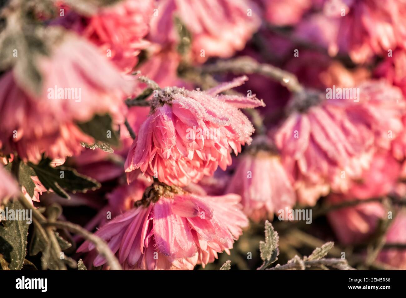 Chrysanthèmes de jardin roses recouverts de givre (Chrysanthemum morifolium) Banque D'Images
