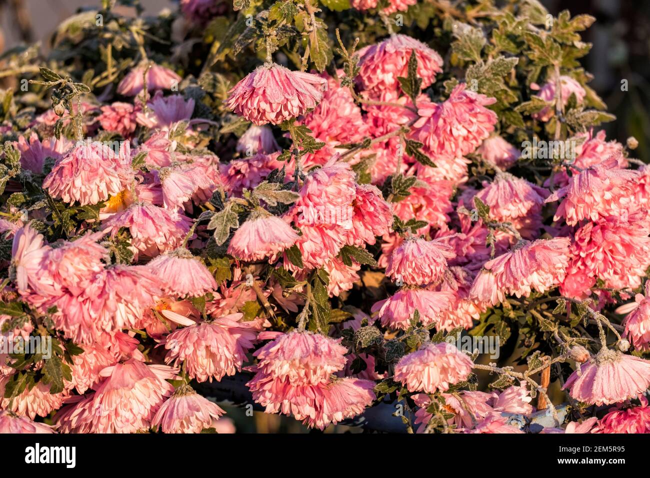 Chrysanthèmes roses givré (Chrysanthemum morifolium) Banque D'Images