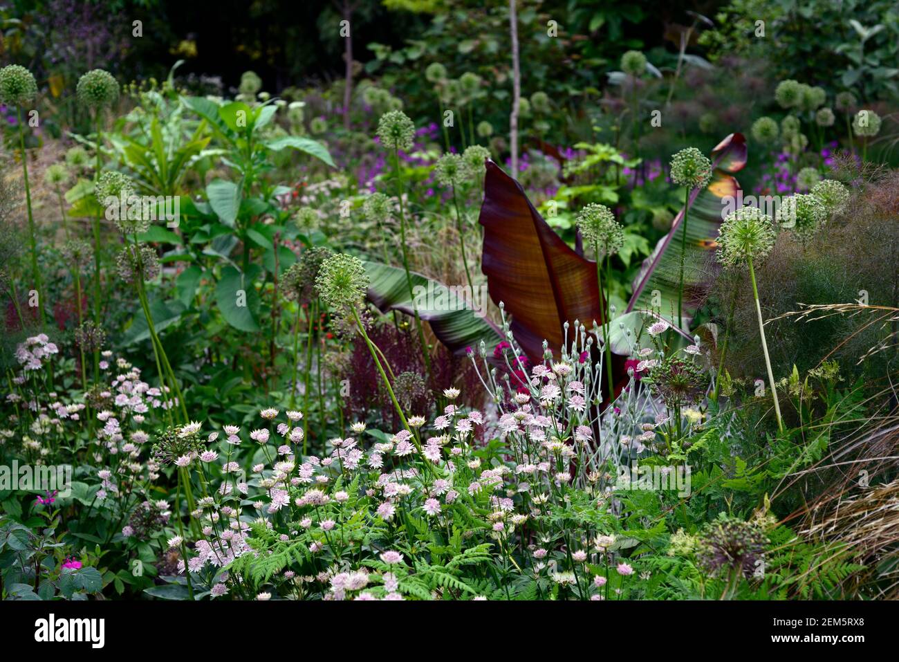 Banane abyssinienne à feuilles rouges, Ensete ventricosum Maurelii,astrantia bo ann,feuilles,feuillage,tropical,plante,plantes,plantation,jardin,été,frontière exotique, Banque D'Images