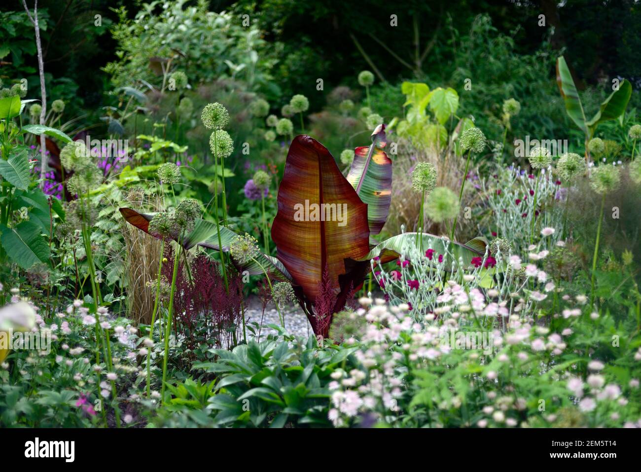 Banane abyssinienne à feuilles rouges, Ensete ventricosum Maurelii,lychnis coronaria jardiniers monde,feuilles,feuillage,allium plantules,tropical,plantes,pla Banque D'Images