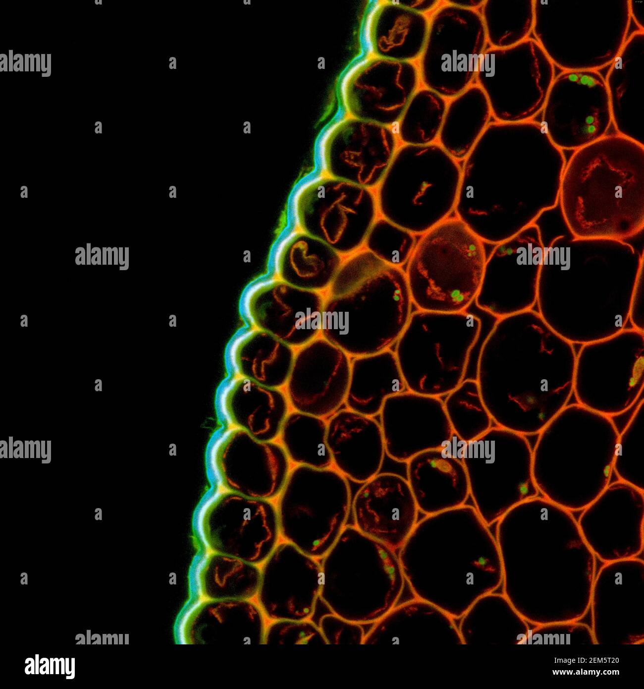 Échantillon microscopique de plantes Convallaria, signal de fluorescence observé par microscopie confocale à balayage laser Banque D'Images