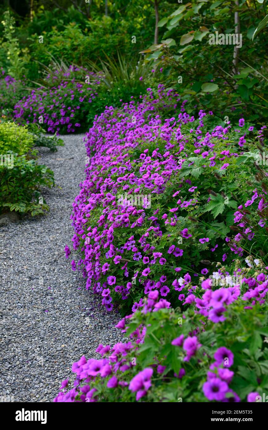 Geranium Anne Thomson, magenta, violet, rose,fleur,fleurs,fleurs,plantes vivaces,de,mixte,association,EDGE,chemin d'egding,lit,RM,Floral Banque D'Images