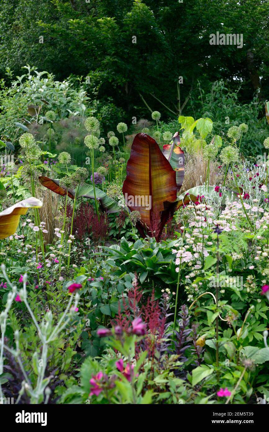 Banane abyssinienne à feuilles rouges, Ensete ventricosum Maurelii,lychnis coronaria jardiniers monde,allium plantules,allium,astrantia bo ann,feuilles,feuillage,t Banque D'Images