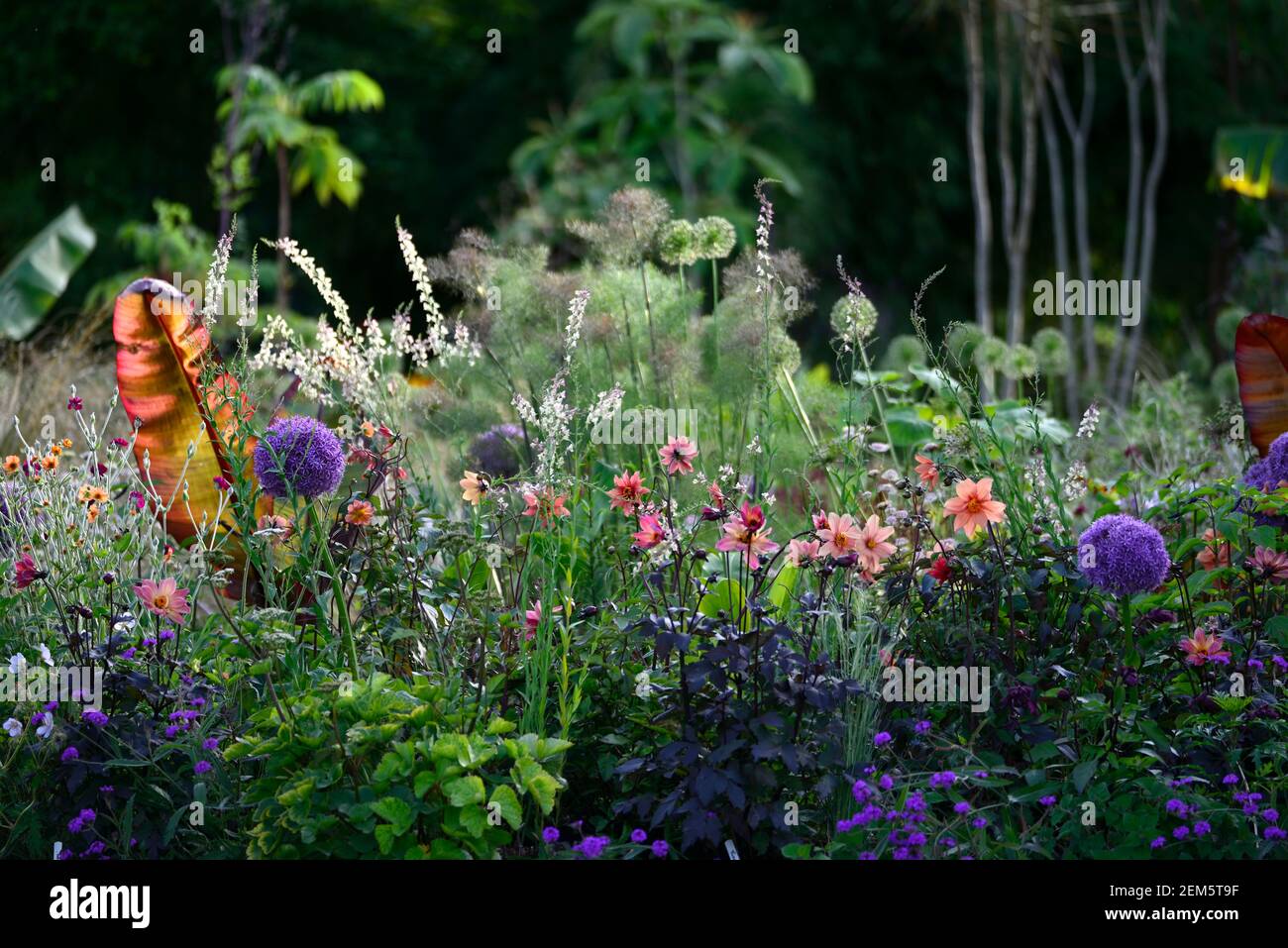 linaria peachy,allium globemaster,dahlia,dahlias,Ensete ventricosum Maurelii,banane éthiopienne,banane abyssinienne,banane rouge,mélange,tropical,exotique,b Banque D'Images