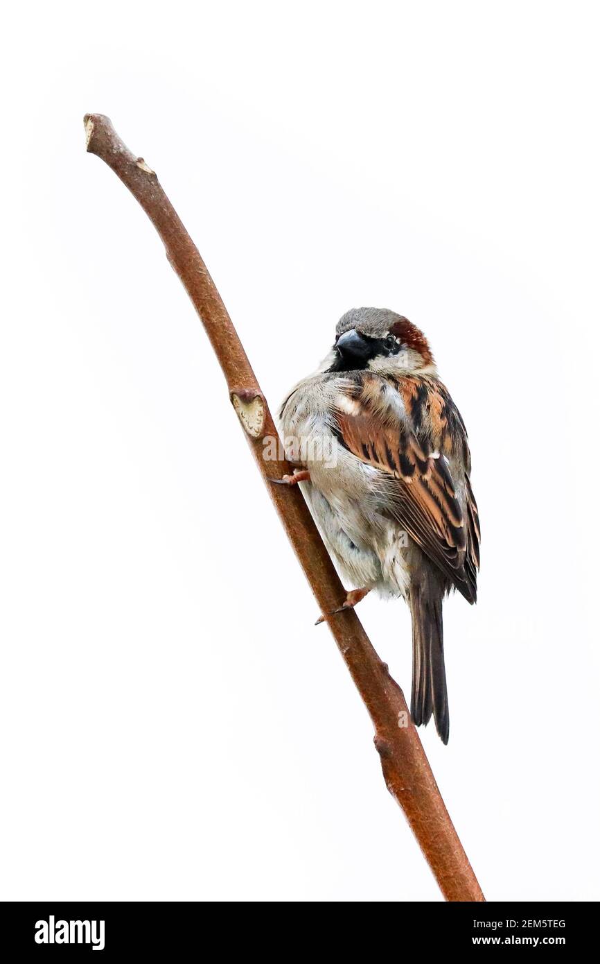 Oiseau perchée sur une branche d'arbre. Maison sparrow mâle songbird (Passer domesticus) assis chantant sur branche de bois marron isolé fond blanc. S Banque D'Images