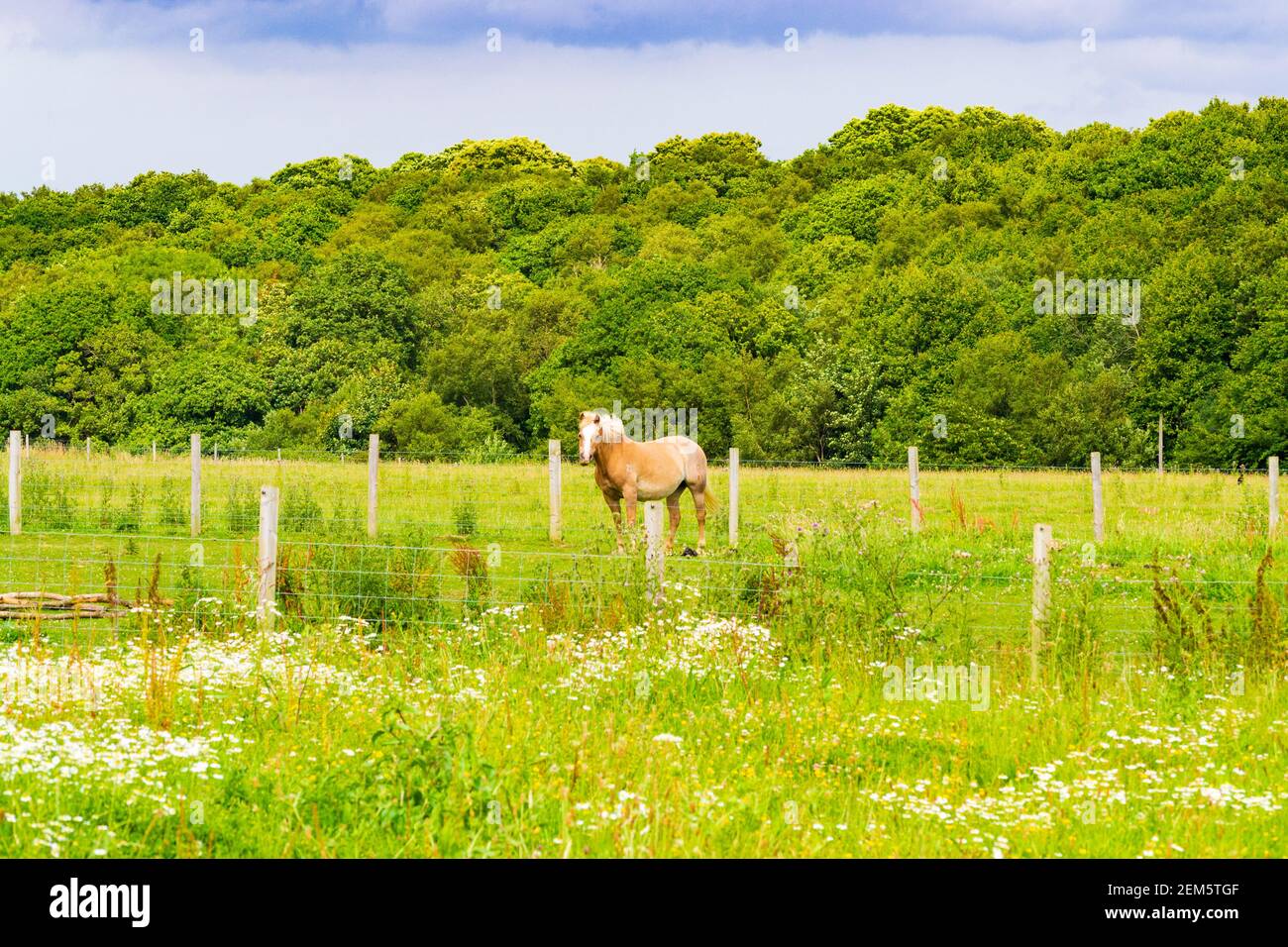 Chevaux paître dans un pâturage de l'école d'équitation à proximité St Margaret's au village de Cliffe, Douvres, Kent, Royaume-Uni Banque D'Images