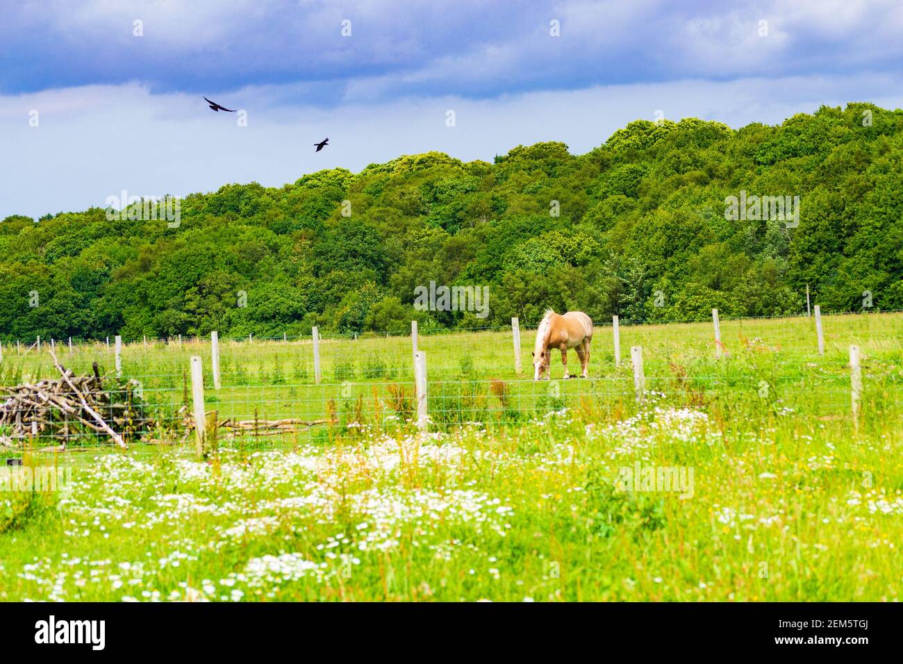 Chevaux paître dans un pâturage de l'école d'équitation à proximité St Margaret's au village de Cliffe, Douvres, Kent, Royaume-Uni Banque D'Images
