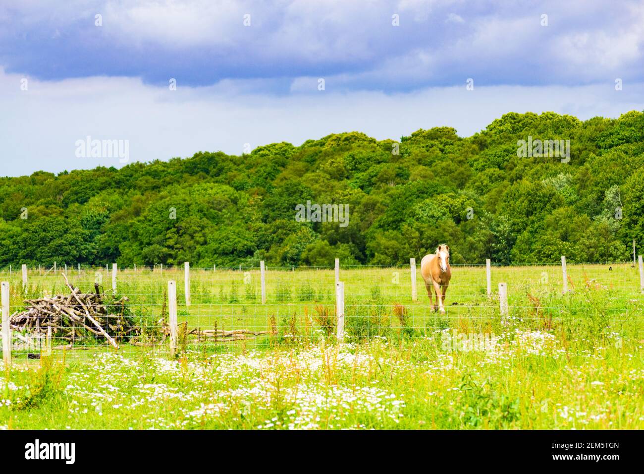 Chevaux paître dans un pâturage de l'école d'équitation à proximité St Margaret's au village de Cliffe, Douvres, Kent, Royaume-Uni Banque D'Images