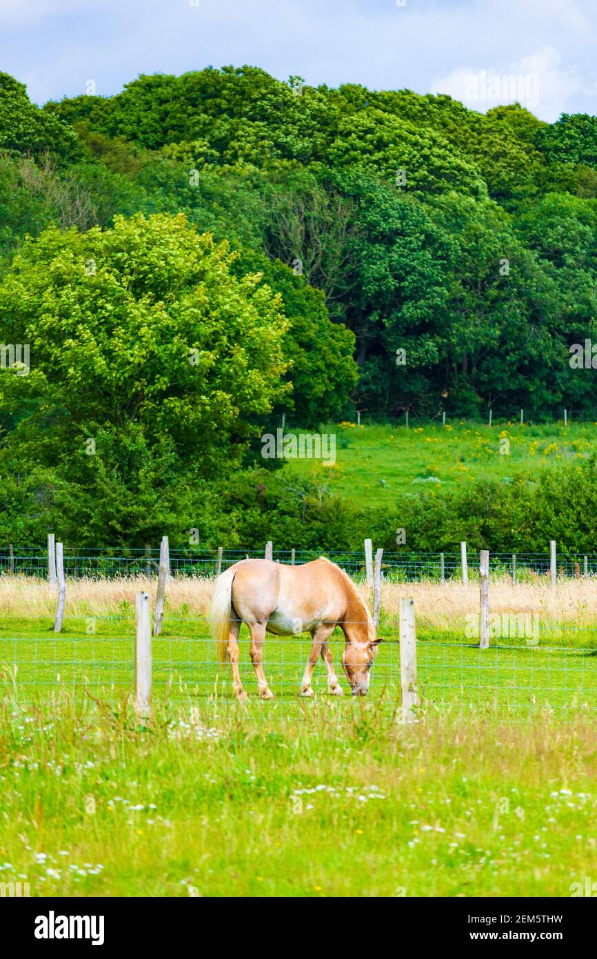 Chevaux paître dans un pâturage de l'école d'équitation à proximité St Margaret's au village de Cliffe, Douvres, Kent, Royaume-Uni Banque D'Images