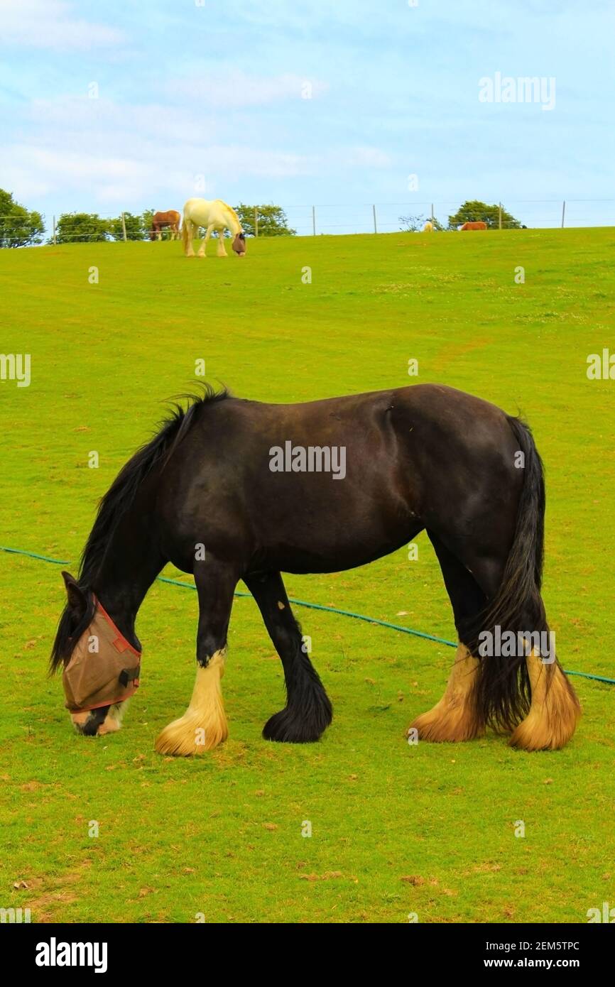 Chevaux paître dans un pâturage de l'école d'équitation à proximité St Margaret's au village de Cliffe, Douvres, Kent, Royaume-Uni Banque D'Images