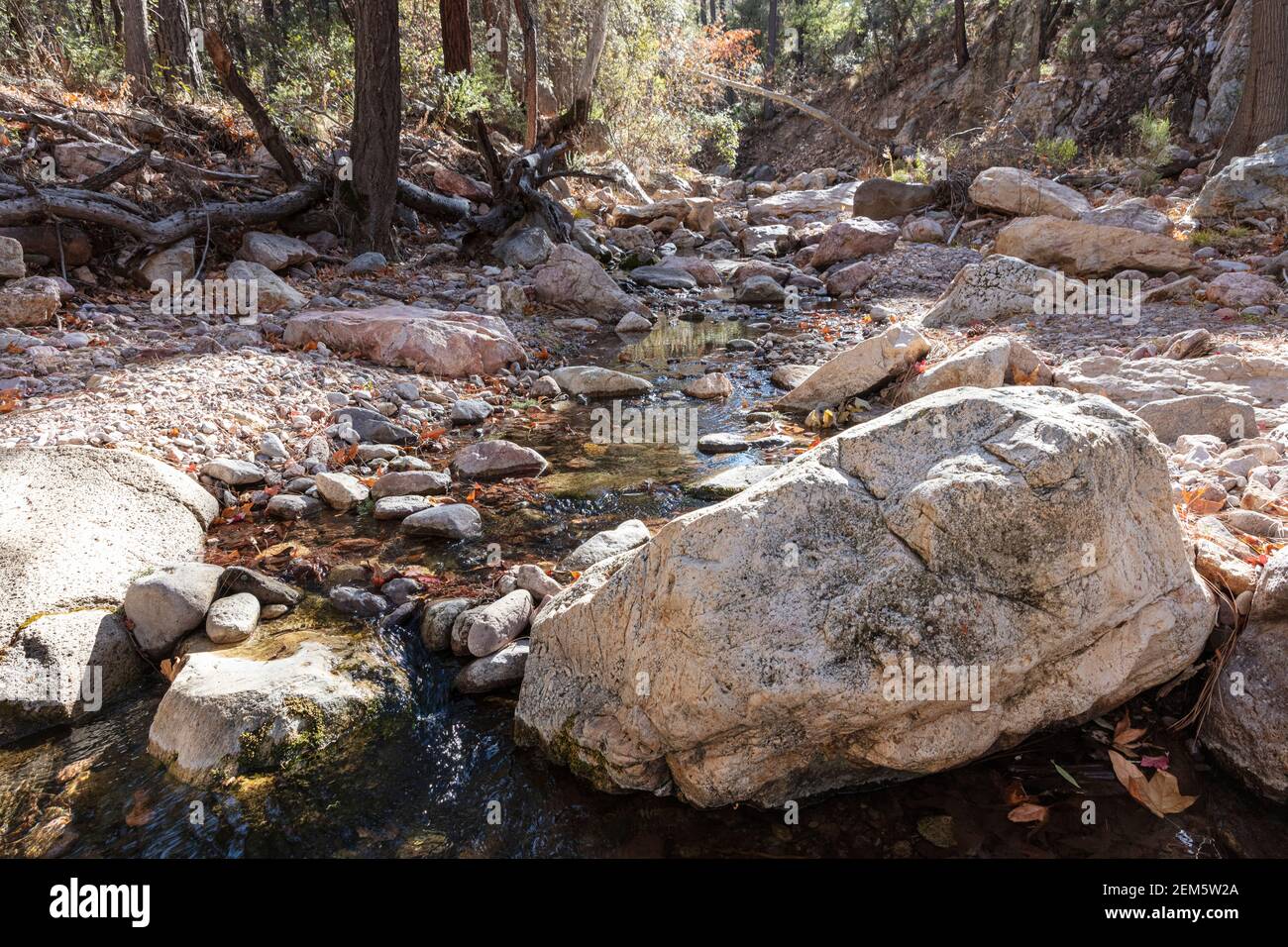 ruisseau alimenté par une source, vu de la South Fork Trail, Chiricahua Mountains, Portal, Arizona, États-Unis Banque D'Images