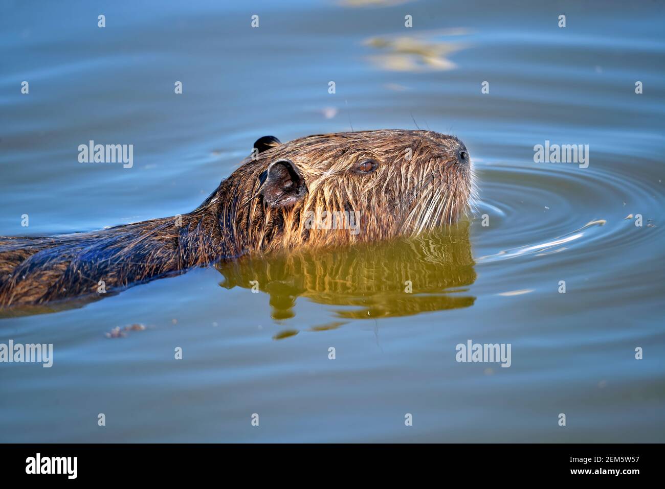 Gros plan sur le coypu (Myocastor coypus) Natation dans les marais de Camargue en France Banque D'Images