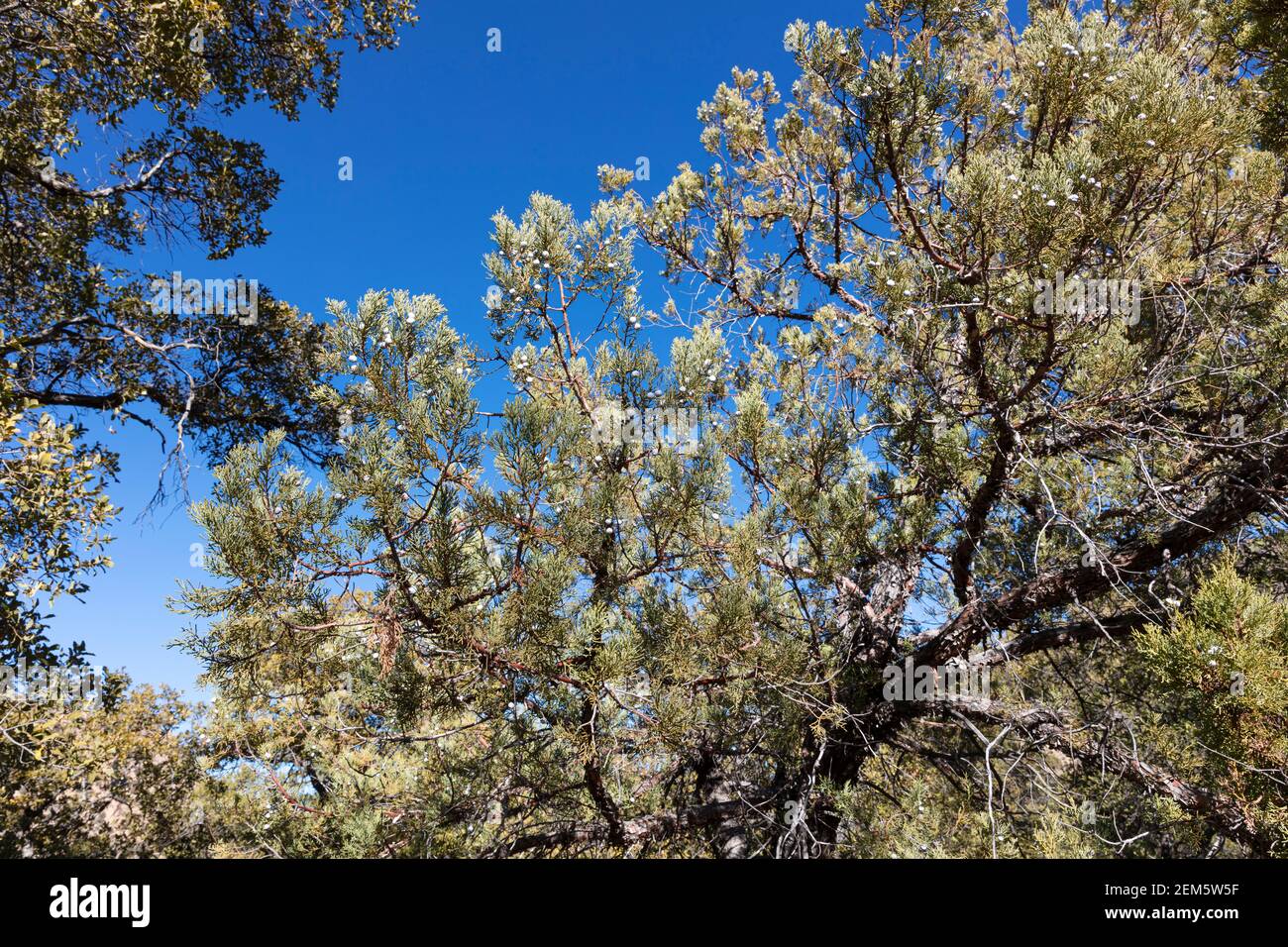 Juniper alligator (Juniperus deppeana), Arizona du Sud, États-Unis Banque D'Images