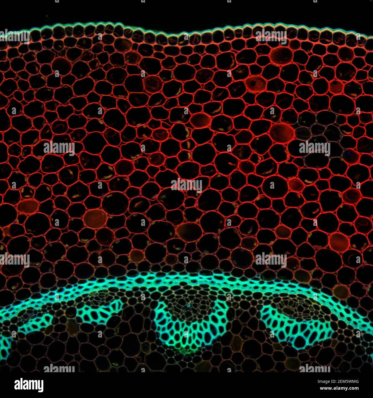 Échantillon microscopique de plantes Convallaria, signal de fluorescence observé par microscopie confocale à balayage laser Banque D'Images