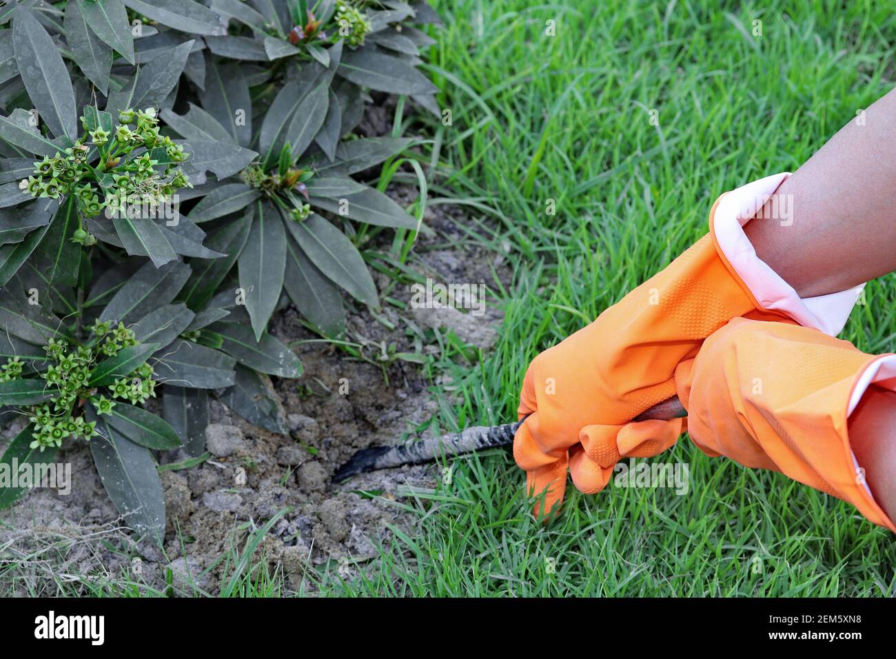 Mains portant des gants en caoutchouc orange pour ramasser les petits pied  de biche en strel pour le terrassement dans le jardin Photo Stock - Alamy