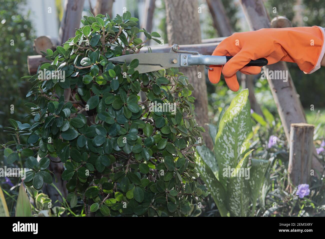 Maison décoration de jardin: Porter des gants en caoutchouc orange pour ramasser des ciseaux à strel pour décorer les branches de l'arbre dans le jardin. Banque D'Images