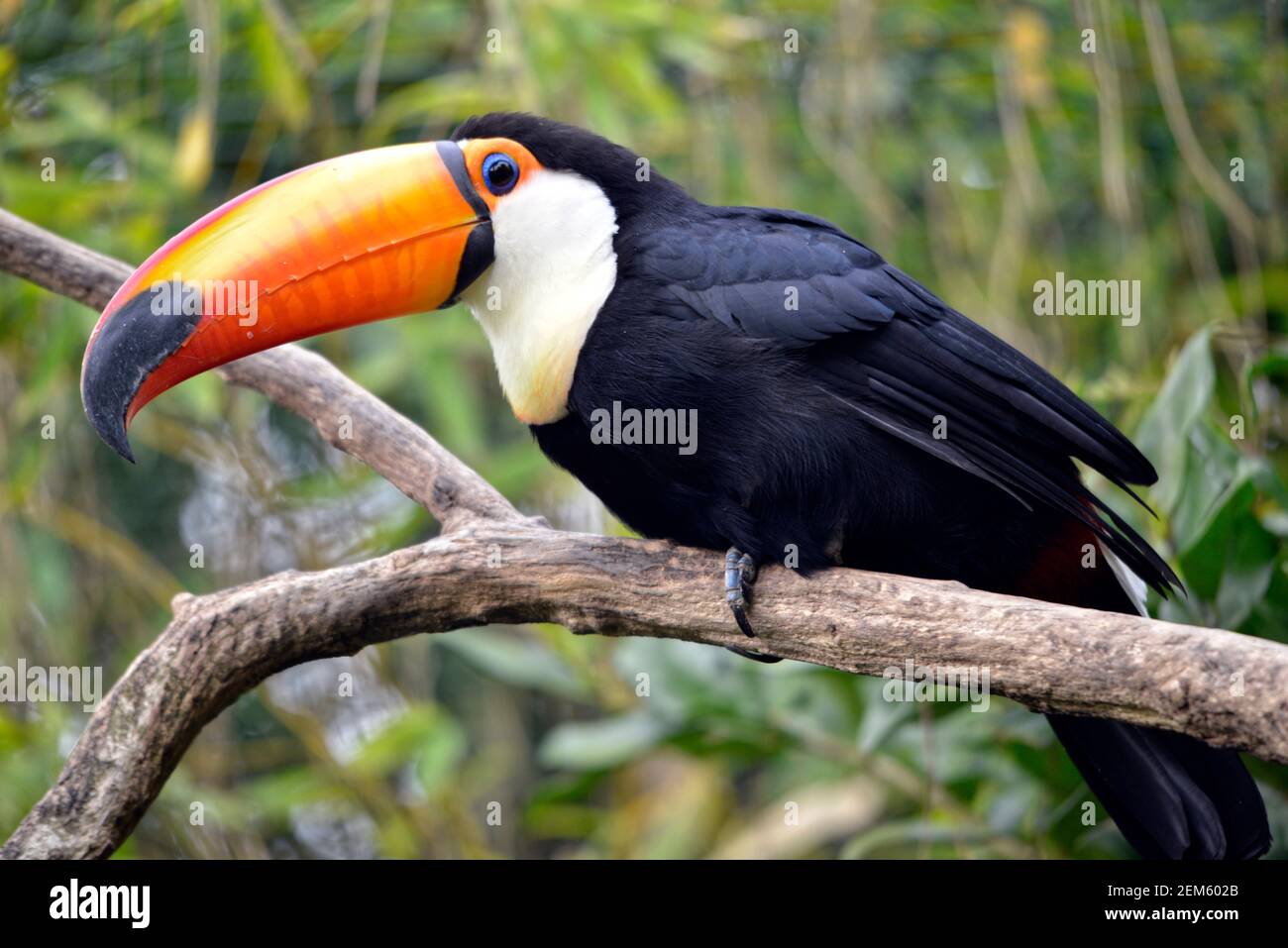 Profil de Toco Toucan (Ramphastos toco) perché sur branche avec son gros bec étrange Banque D'Images