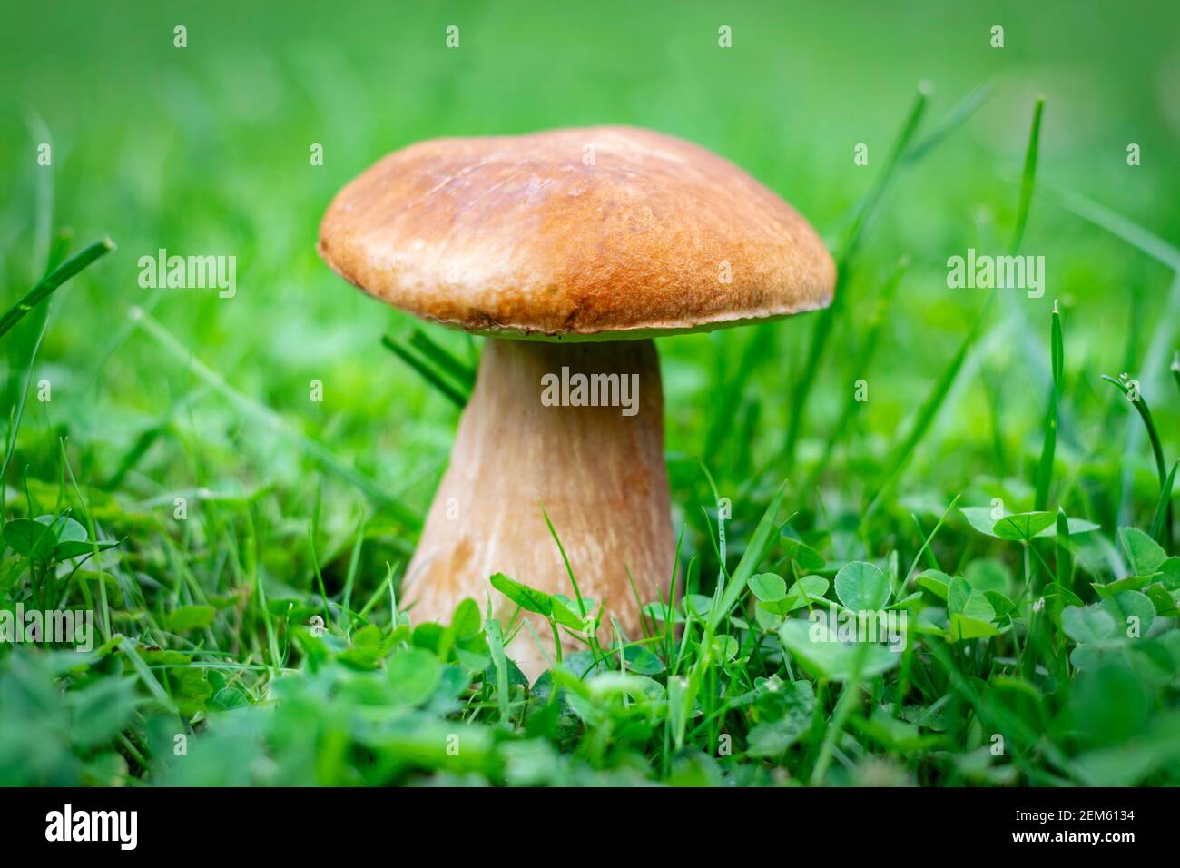 Boletus edulis connu sous le nom de Penny BUN champignon. Boletus edulis cultivé entre les lames de l'herbe. Boletus edulis champignons comestibles. Banque D'Images