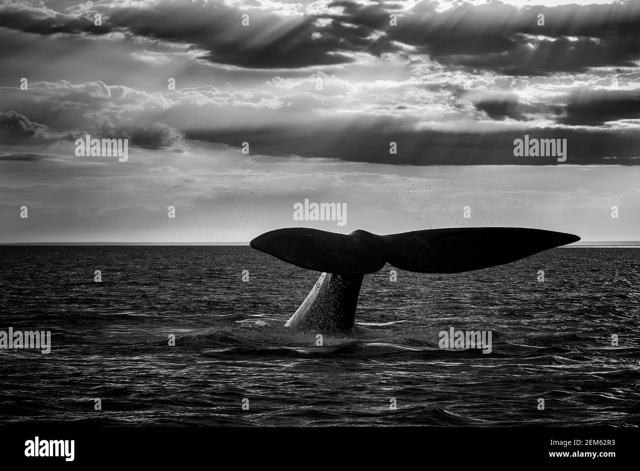 Baleine noire méridionale, Péninsule de Valdes, site classé au patrimoine mondial de l'UNESCO, Patagonie, Argentine. Banque D'Images