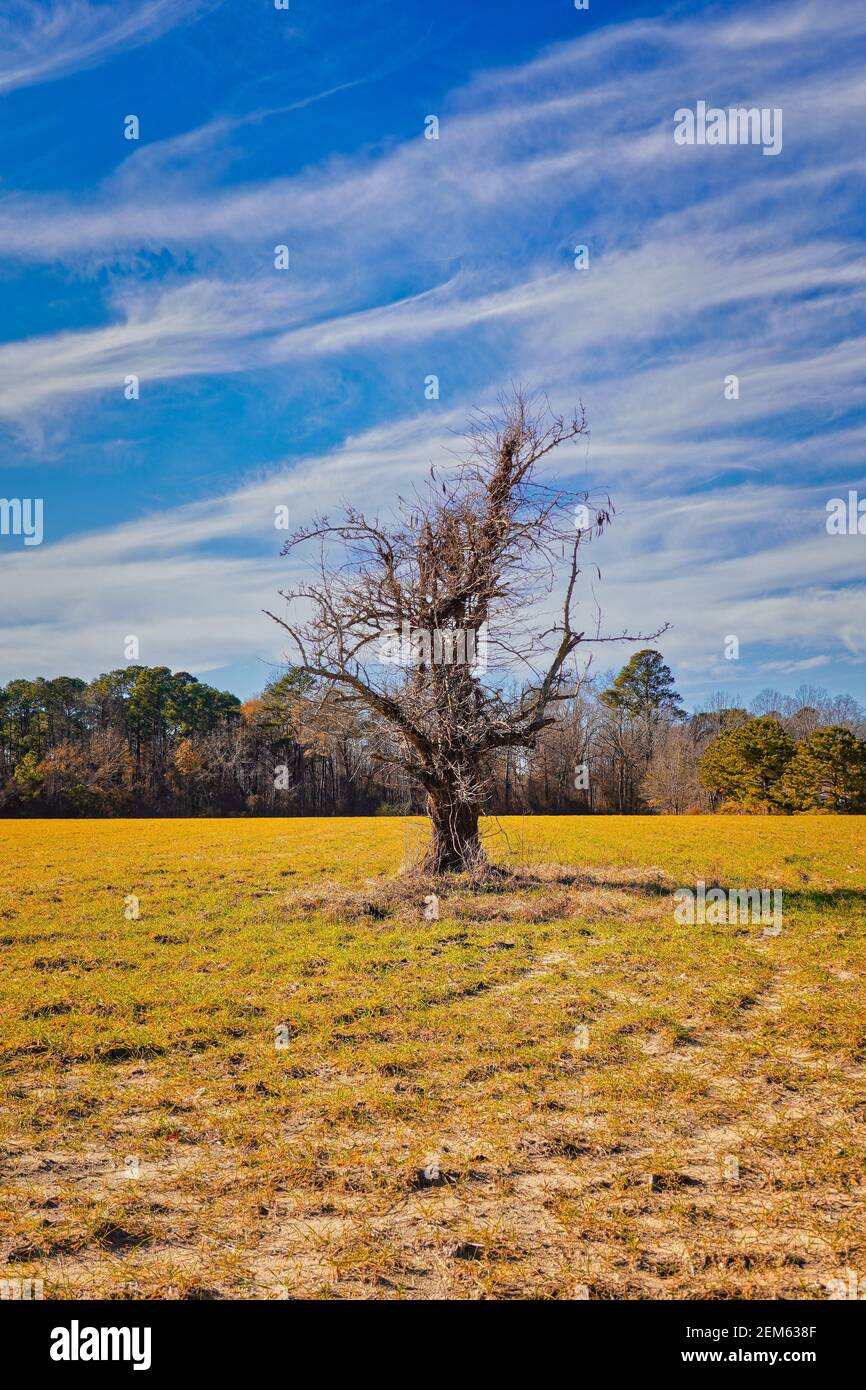 Une vue colorée d'un joli arbre laid dans un champ herbacé. Pop art Banque D'Images