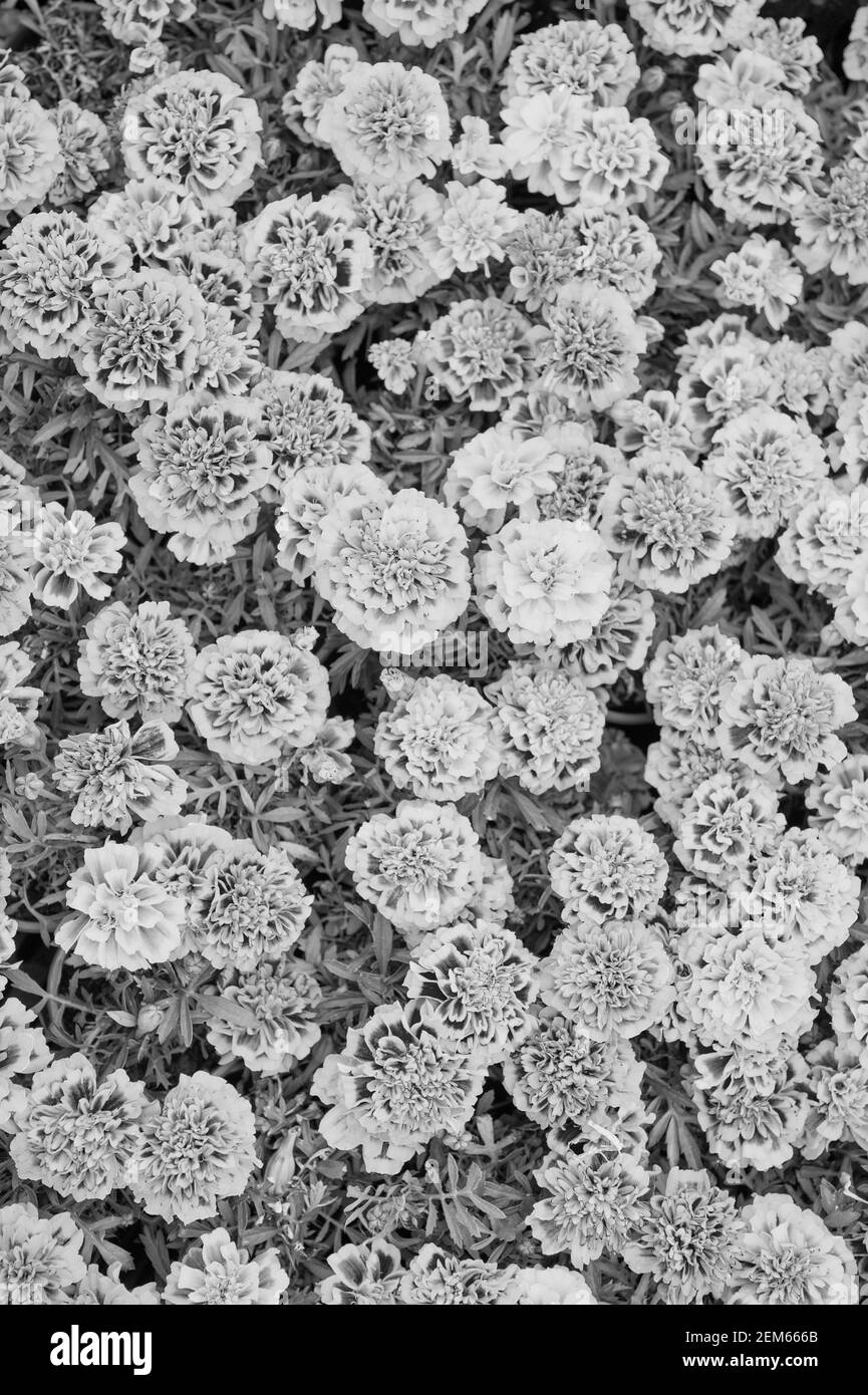 Herbes de guérison. Texture en fleur. De belles fleurs orange rouge marigold laissent un motif de fond. Fleurs Marigold. Fond floral. Flore botanique. Vue du dessus des Tagetes. Nature printanière. Fleurs dans le champ. Banque D'Images