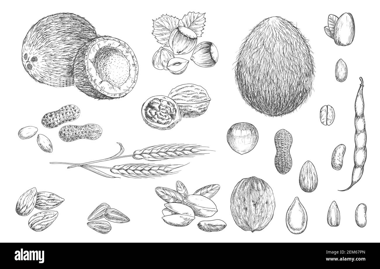 Croquis vectoriels de noix, de haricots et de graines de céréales. Noix de coco, noisettes et arachides, noix en carapace, pistache et amande, graines de citrouille et de tournesol, café Illustration de Vecteur