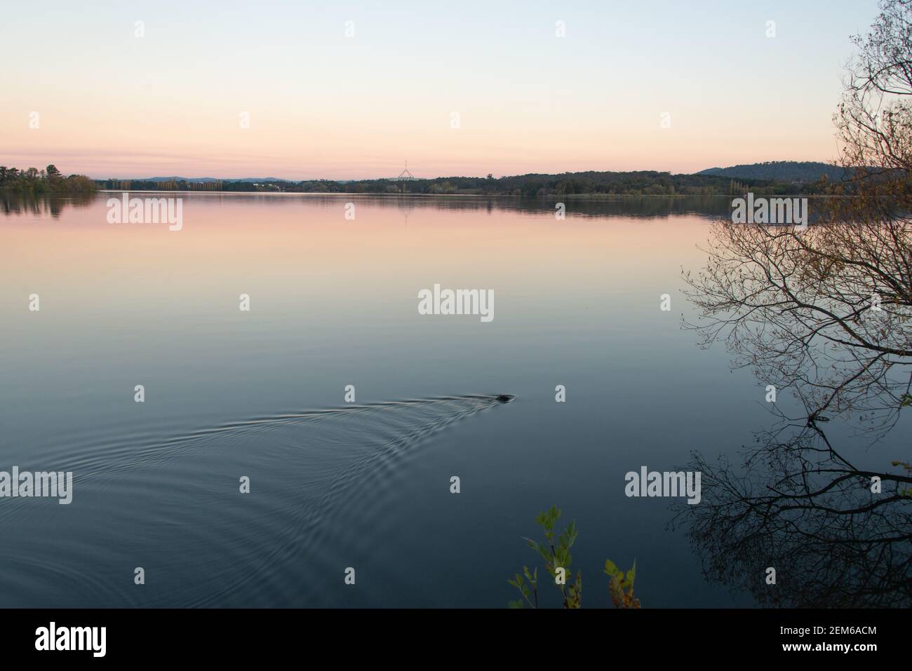 Rakali nageant dans la lumière du soir. Rakali une espèce australienne indigène de rongeurs aquatiques Lake Burley Griffin Canberra ACT Banque D'Images