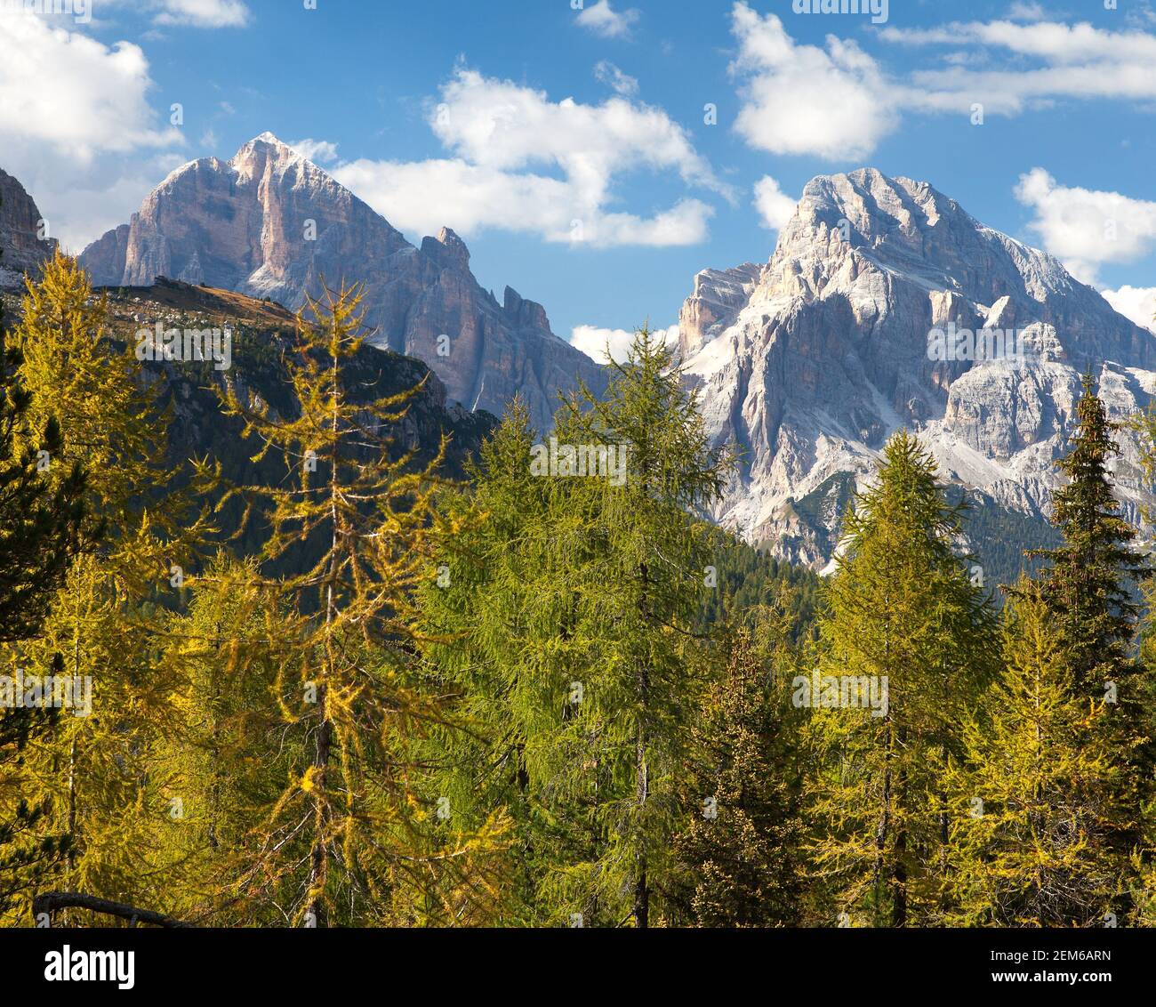 Bois de mélèze et Tofano, Tofana ou le Tofane Gruppe, Alpes Dolomites montagnes, Italie Banque D'Images