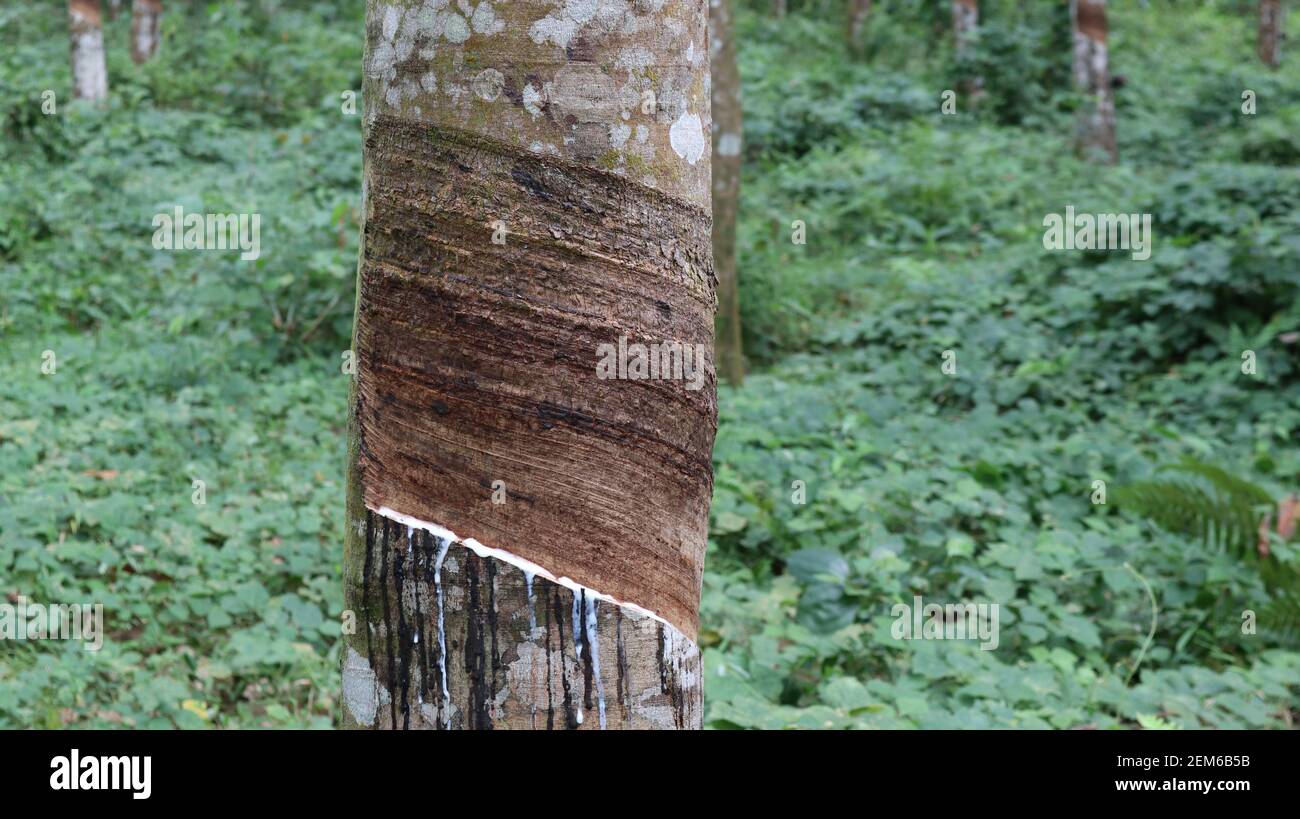Gros plan d'un tronc d'arbre en caoutchouc barré Banque D'Images