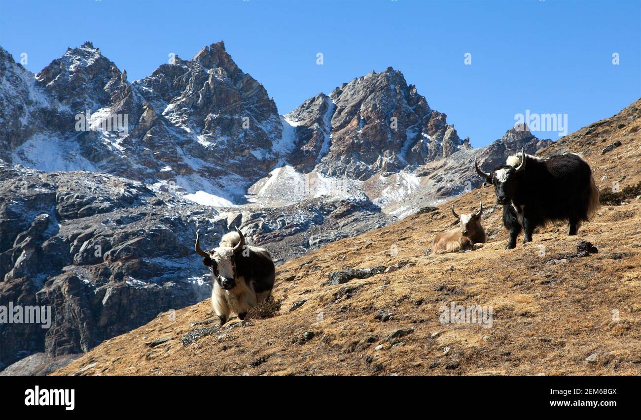 yak, groupe de trois yaks sur le chemin du camp de base de l'Everest, Népal Himalaya Yak est ferme et caravane d'animaux au Népal et au Tibet Banque D'Images