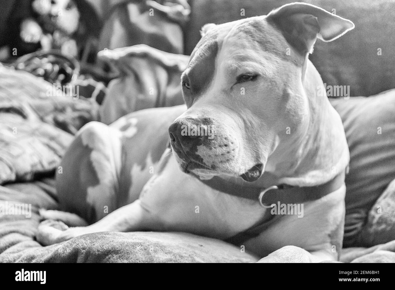 (American and American Staffordshire Pit Bull Terriers) (canis lupus familiaris) Banque D'Images