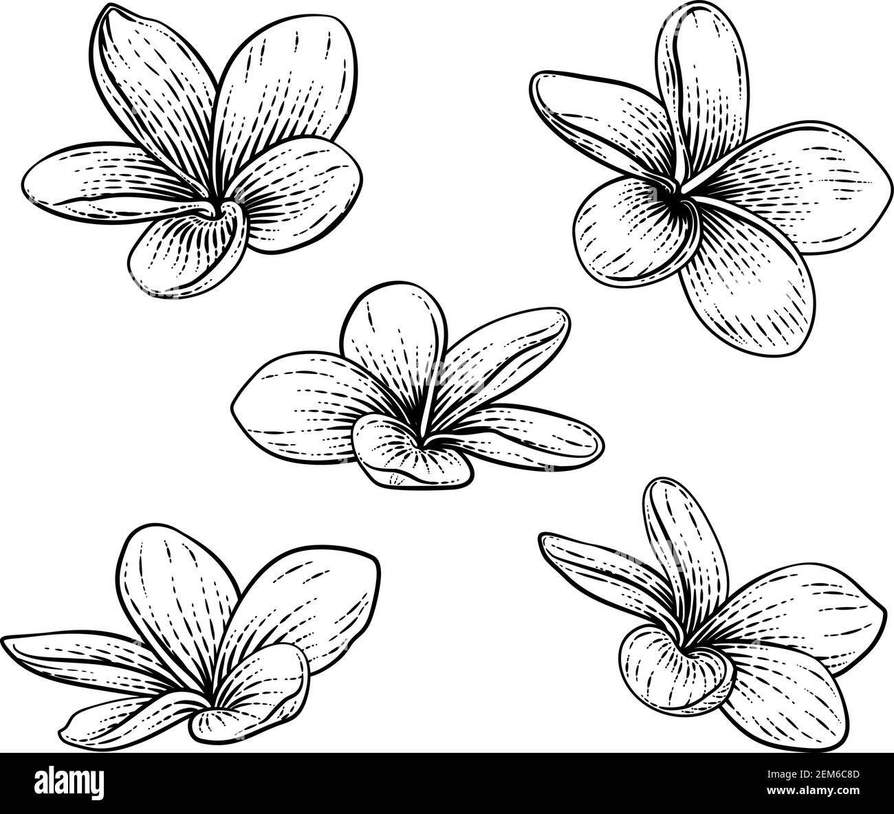 Plumeria Frangipani Tropical Bali Flower Etching Illustration de Vecteur