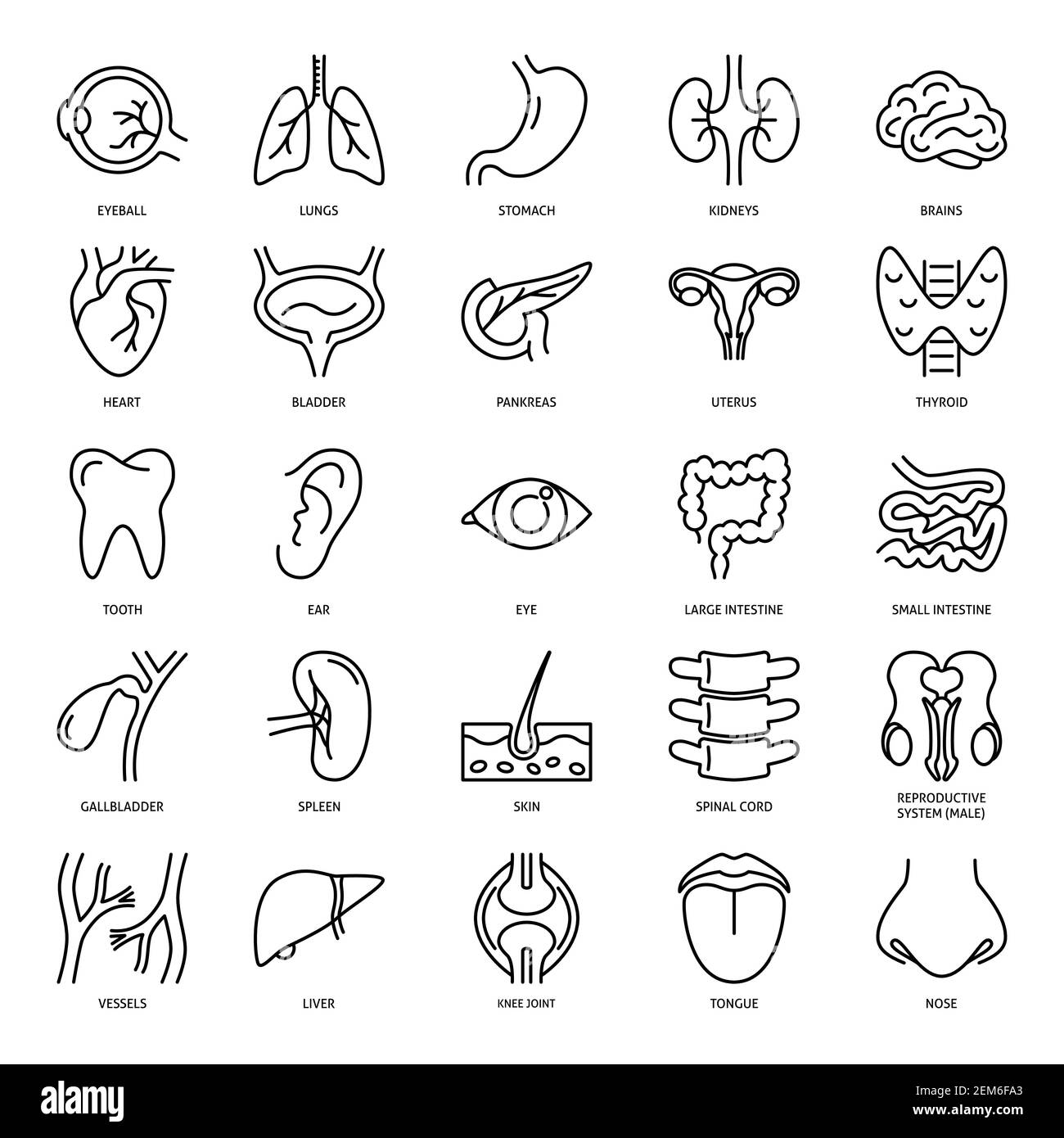 Icône organes internes humains définie en style de ligne. Collection de symboles anatomiques médicaux isolée sur fond blanc. Illustration vectorielle. Illustration de Vecteur