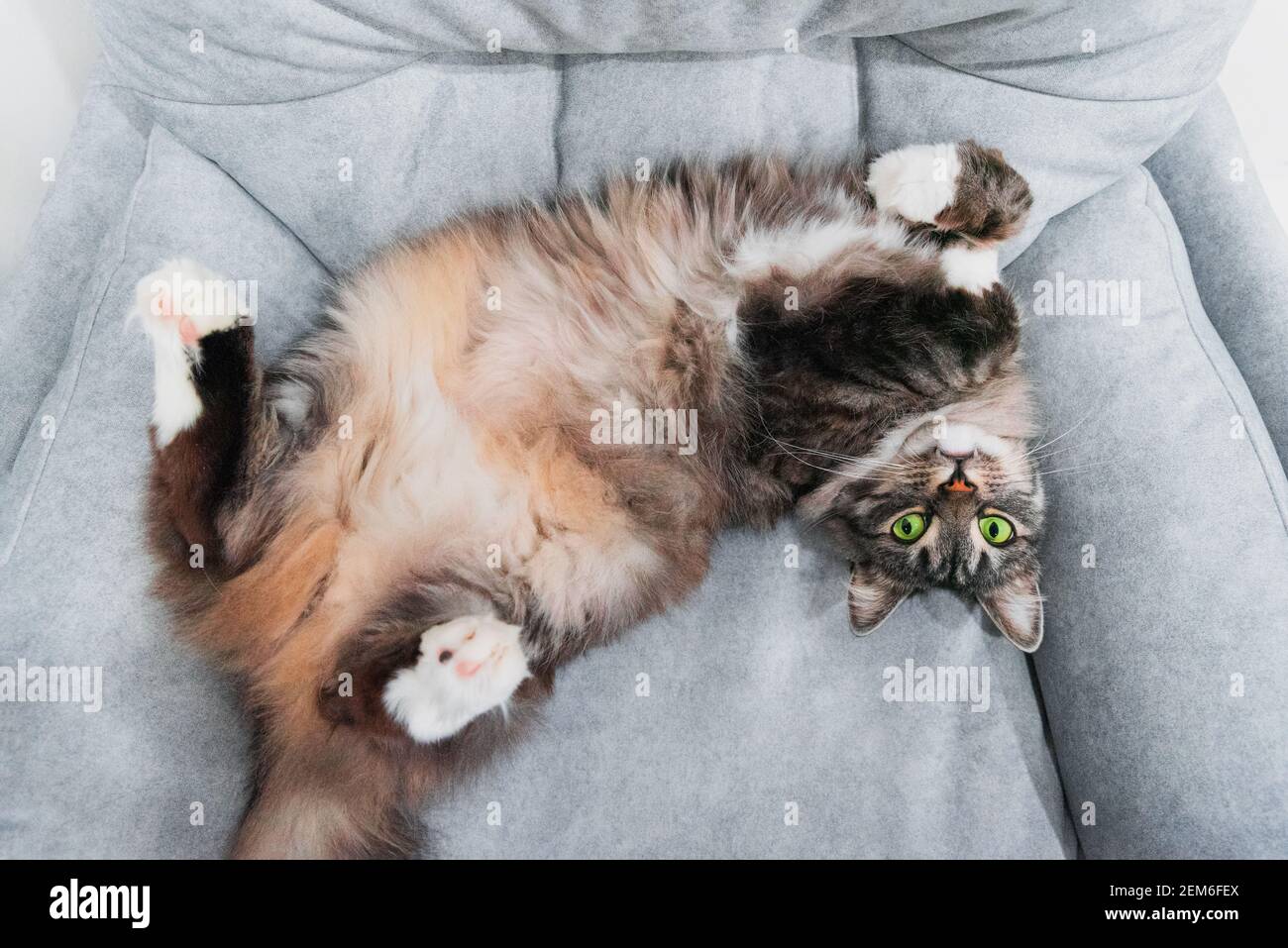 Poils longs domestiques doux siberian gris chat avec les yeux verts couché sur le canapé. Gros plan animaux consépt. Arrière-plan sur les animaux de compagnie mignons Banque D'Images