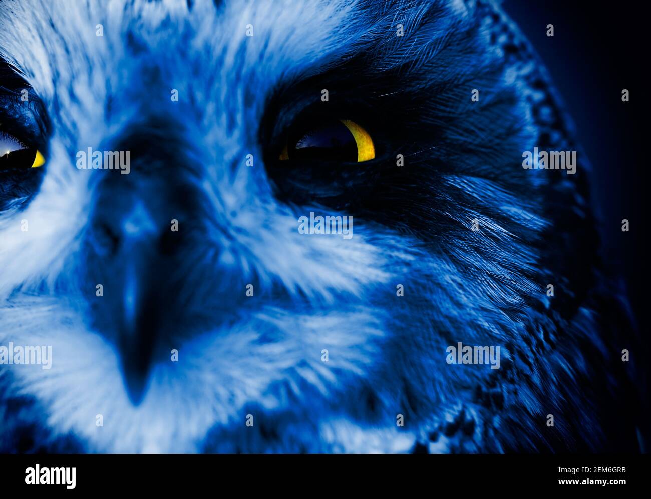 Portrait de la petite OWL (ASIO flammeus). Effet de nuit. Banque D'Images