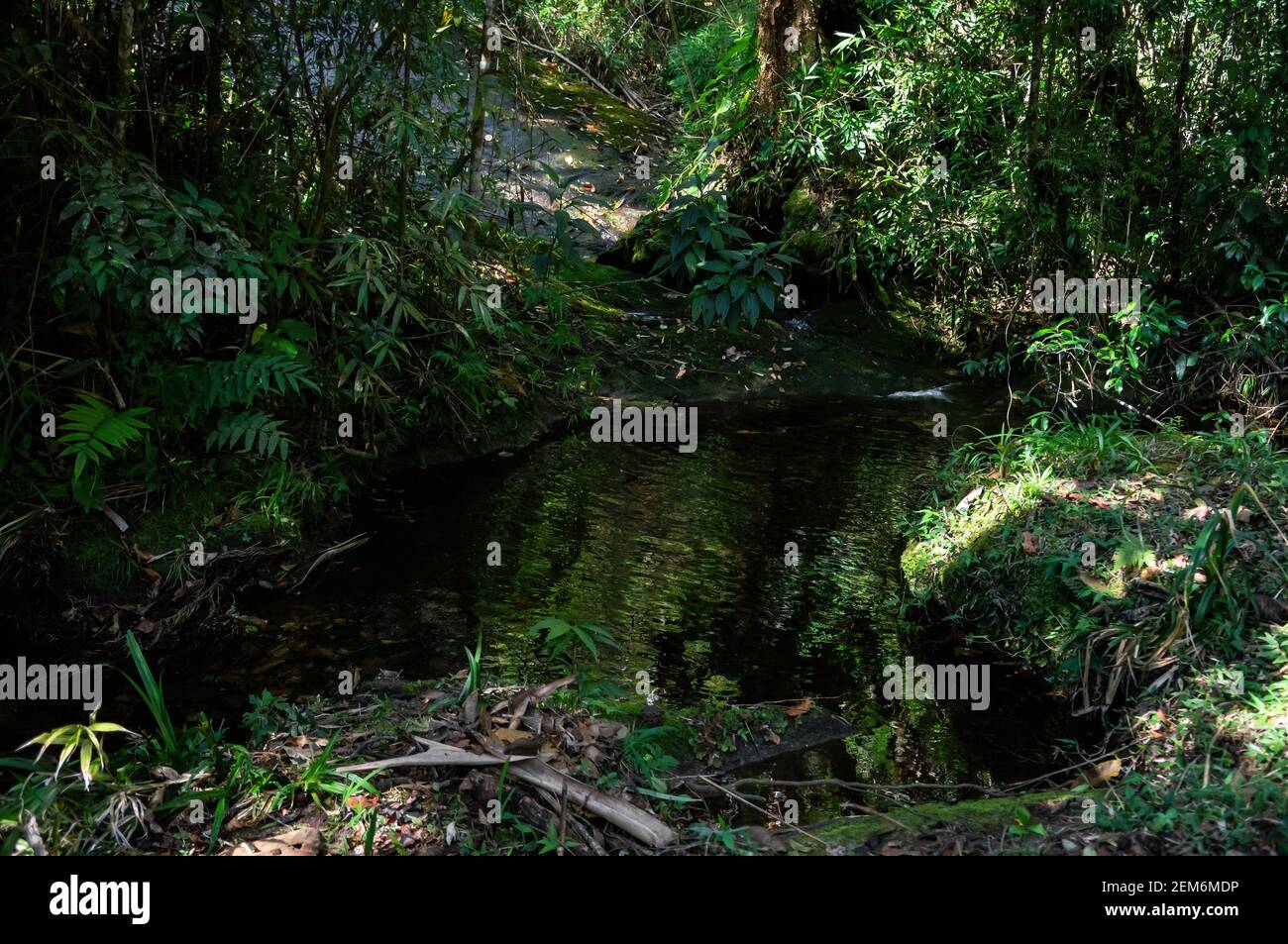 Un petit étang formé par l'eau cristalline qui coule des formations rocheuses à proximité dans le parc de Serra do Mar, le noyau de Cunha. Banque D'Images