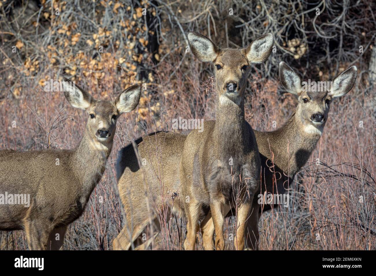 Trois femmes Rocky Mountain Mule Deer (Odocoileus hemiorus) de près, étudiant photographe, Castle Rock Colorado USA. Photo prise en décembre. Banque D'Images