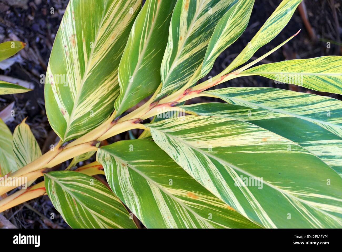 Plante tropicale de Ginger à carapace variable de couleur blanche et verte feuilles Banque D'Images