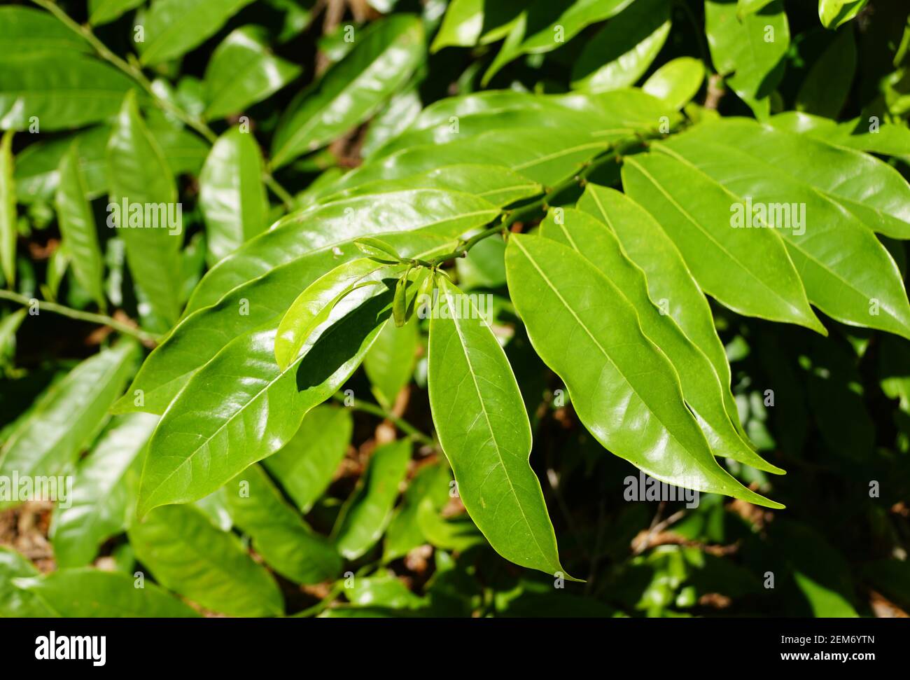 Feuilles vertes d'escalade Ylang Ylang, une plante tropicale envahissante Banque D'Images